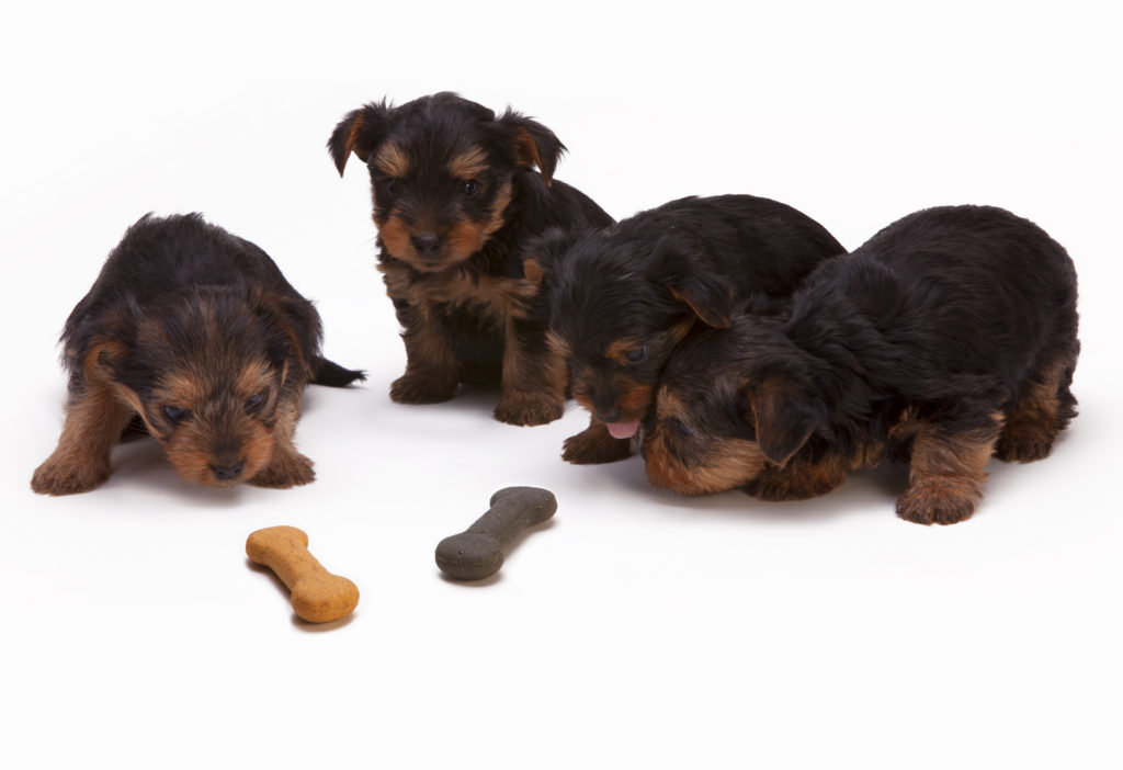 Puppy & Dog Food
